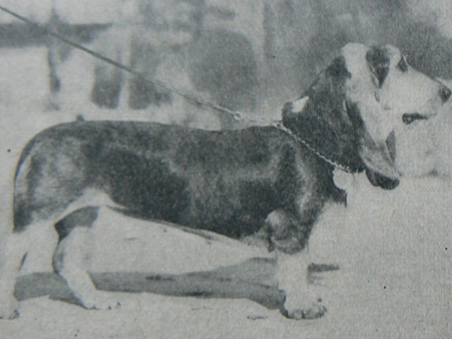 Znalezione obrazy dla zapytania basset hound history